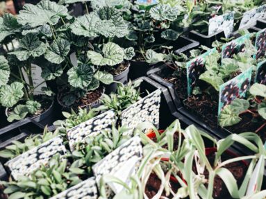 plantes