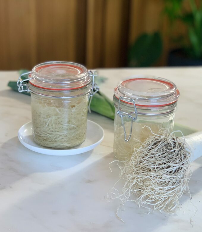 Radicelles de poireau lacto-fermenté